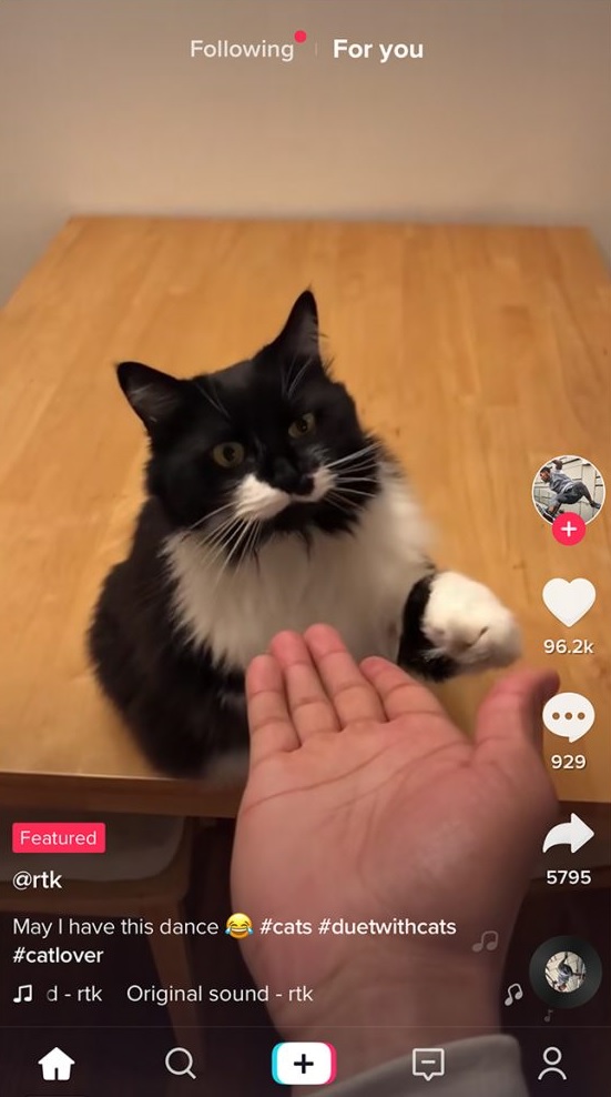 Screenshot from a short cat video on tiktok